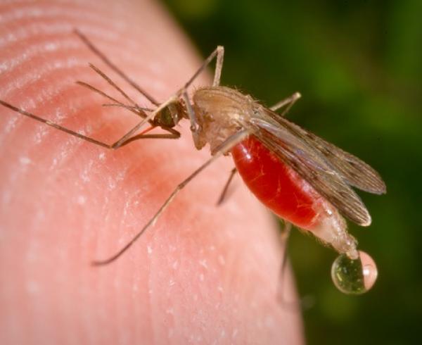 The Parasite And Its Vectors | Scientists Against Malaria